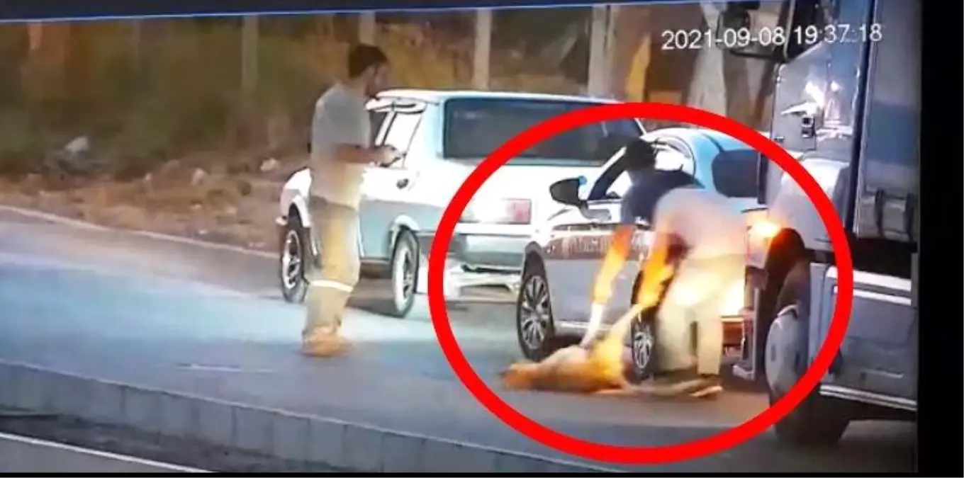 Son dakika haber... Aracıyla çarptığı köpeği ölüme böyle terk etti