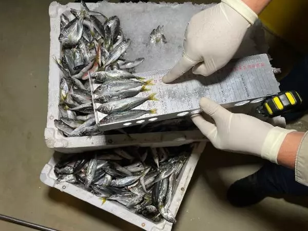 BALIK HALİNE BOY BASKINI: 8 TON 795 KİLOGRAM BALIĞA EL KONULDU