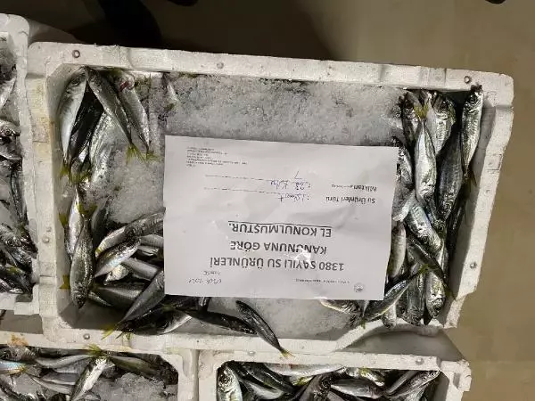 BALIK HALİNE BOY BASKINI: 8 TON 795 KİLOGRAM BALIĞA EL KONULDU