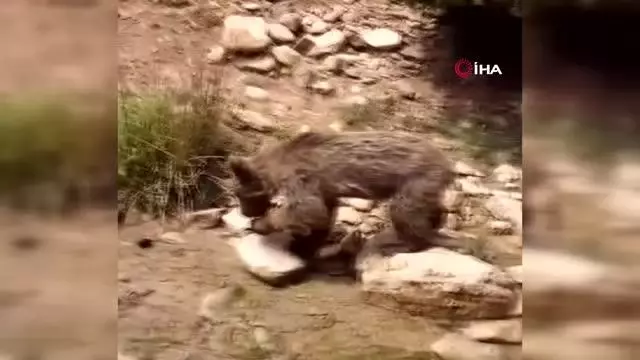 Kayalıklardan düşerek yaralanan yavru ayı 'Elfi' tedavisi için Bursa'ya gönderildi