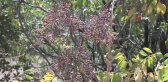 Menengiç ağaçlarına aşılanan Antep Fıstığı'nın yöreye katkı sağlaması hedefleniyor