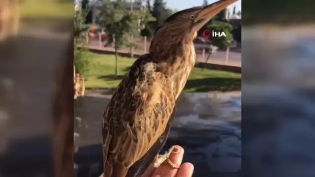 Nesli tükenme tehlikesi altında olan iki balaban kuşu bulundu