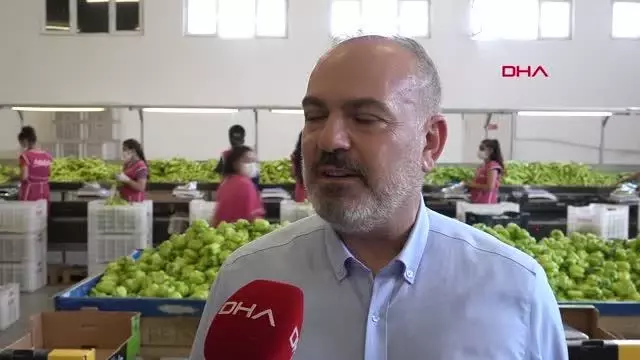 RUSYA'NIN DOMATES VE BİBER İTHALATINA KISITLAMAYI KALDIRMASI ANTALYALI ÜRETİCİYİ SEVİNDİRDİ