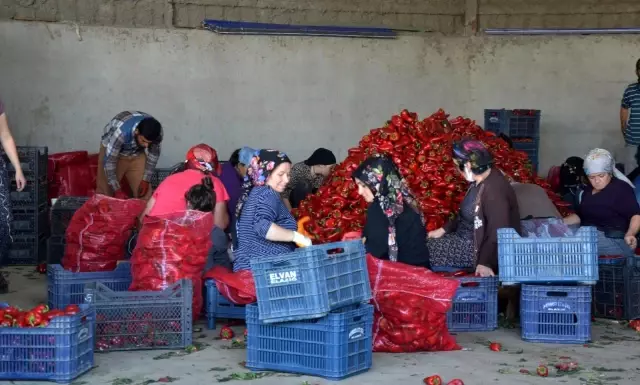 Samsun Limanı'nda analiz sorunu: Bafra Ovası'nda üretilen kapya biberler tahlil için Mersin'e gönderiliyor