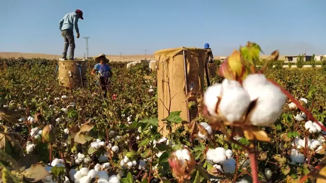 Şanlıurfa'da 'beyaz altın' hasadı başladı