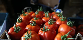 Seralarda yetişen domates ve biber 45 ülkede sofralara taşınıyor (2)
