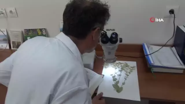 Sivas'ta yeni bitki türü keşfedildi, ismini profesörden aldı