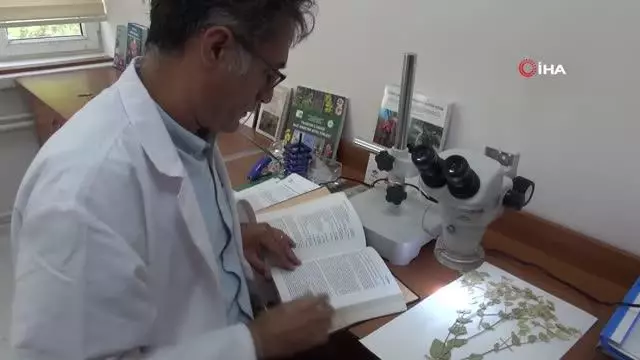 Sivas'ta yeni bitki türü keşfedildi, ismini profesörden aldı