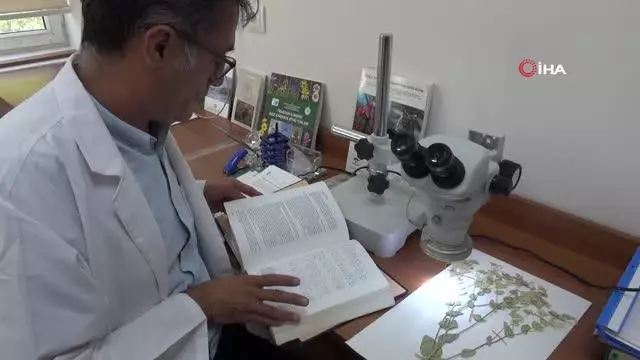 Sivas'ta yeni bitki türü keşfedildi, ismini profesörden aldı