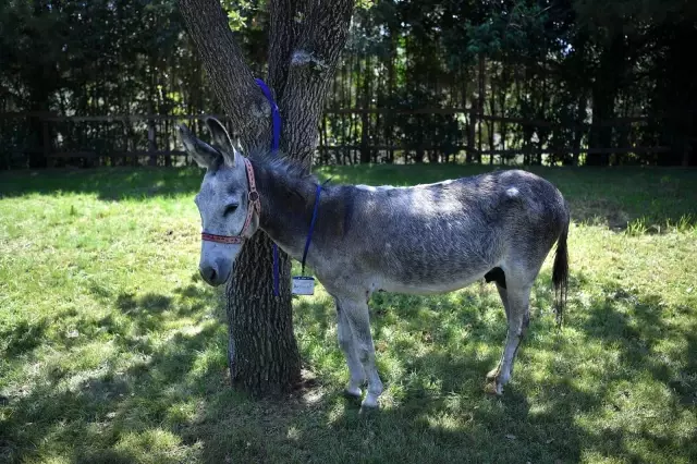 Yangından yaralı kurtulan eşek iyileşince emekliye ayrılacak