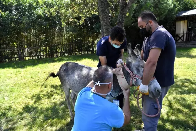 Yangından yaralı kurtulan eşek iyileşince emekliye ayrılacak