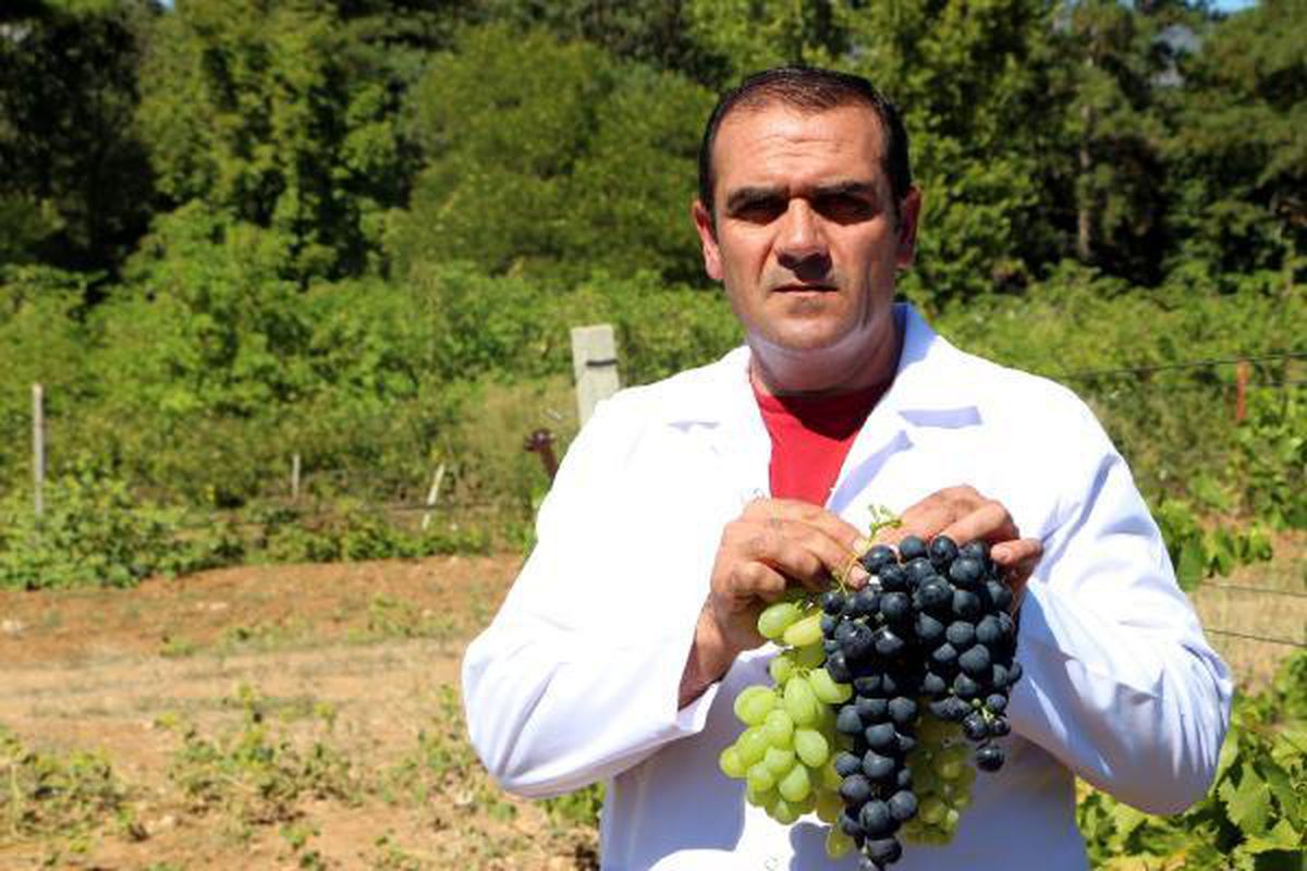 ANADOLU'DA ÜZÜM ÜRETİMİNDE ÇEŞİTLİLİĞİ ARTIRACAK ARAŞTIRMA TAMAMLANDI