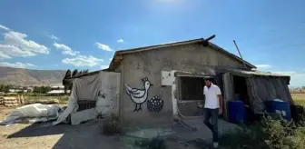 Ağrı: Annesini örnek aldı, 15 bin tavuklu çiftlik sahibi oldu! Günlük kazancı 14 bin lira Ağrı: Annesini örnek aldı, 15 bin tavuklu çiftlik sahibi oldu! Günlük kazancı 14 bin lira