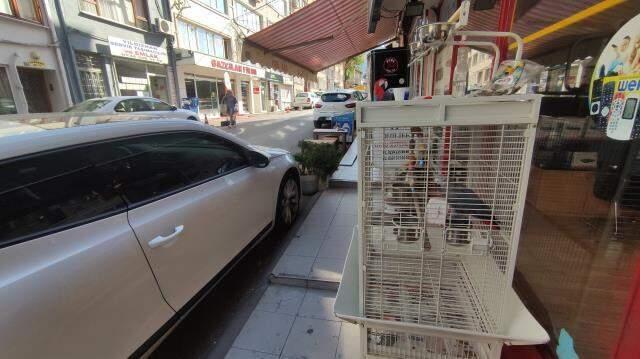 Çapkın papağan görenleri şaşırtıyor! Yoldan geçen kızlara ıslık çalıp, çay sipariş ediyor