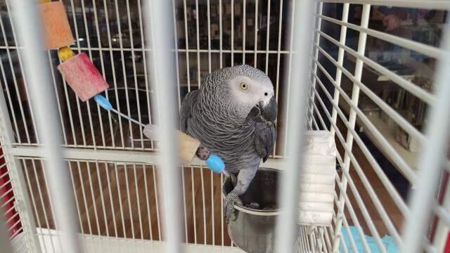 Çapkın papağan görenleri şaşırtıyor! Yoldan geçen kızlara ıslık çalıp, çay sipariş ediyor