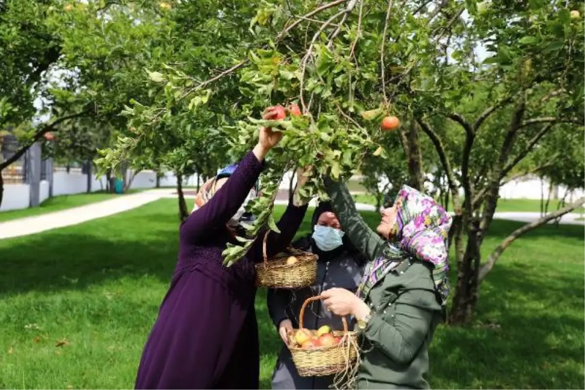 Esenler�de sirke festivali yapıldı Haberler