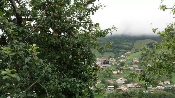 HAMSİKÖY'DE TAŞ OCAĞINA KARŞI 2 BİN İMZA