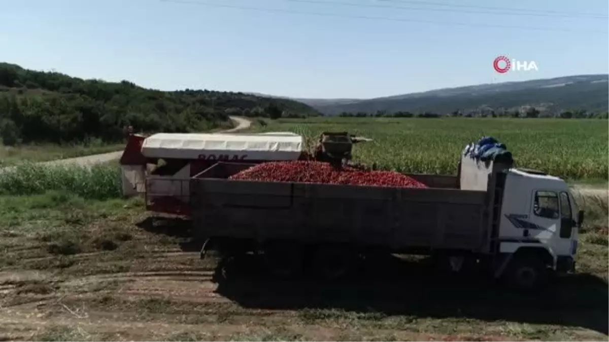 Karacabey'in salçalık domatesine yoğun ilgi