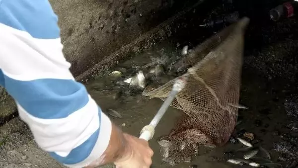 KURUYAN KANALDAKİ BALIKLARI PET ŞİŞELERLE NEHRE TAŞIYIP, ÖLÜMDEN KURTARDI