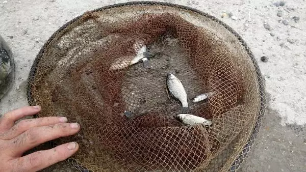 KURUYAN KANALDAKİ BALIKLARI PET ŞİŞELERLE NEHRE TAŞIYIP, ÖLÜMDEN KURTARDI