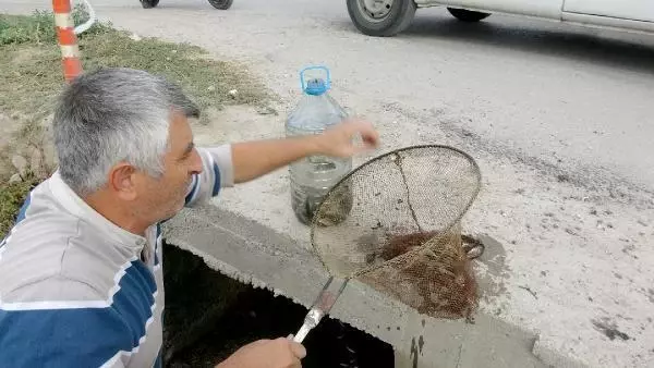 KURUYAN KANALDAKİ BALIKLARI PET ŞİŞELERLE NEHRE TAŞIYIP, ÖLÜMDEN KURTARDI