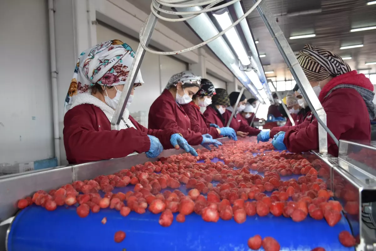Malatya'dan ihraç edilen çilekler Avrupa ve ABD'de damakları tatlandırıyor