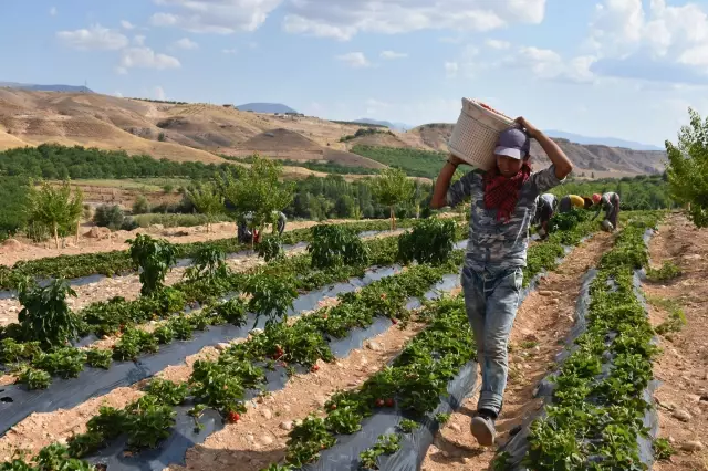 Malatya'dan ihraç edilen çilekler Avrupa ve ABD'de damakları tatlandırıyor