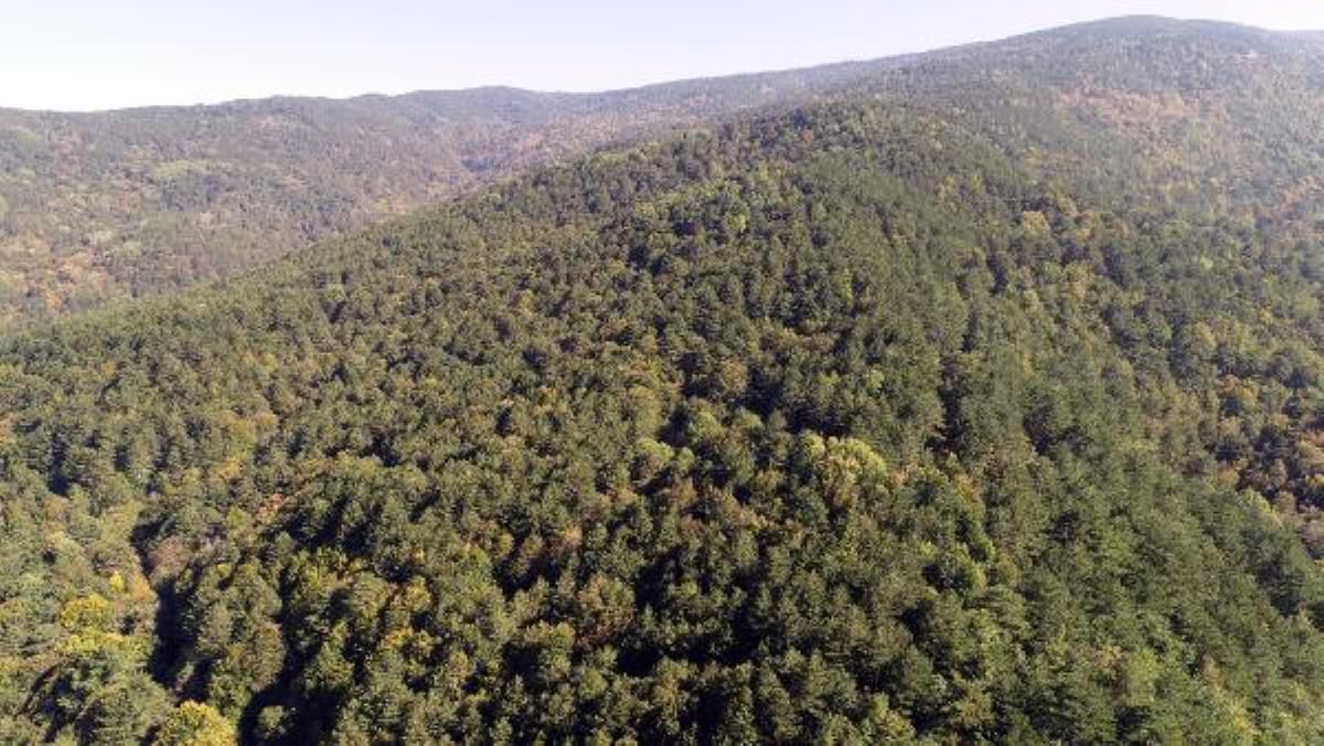 Muğla'da ormana girmek yasak mı, serbest mi? 2021 Muğla'da orman yasağı ne zaman bitecek? Muğla'da ormanlara giriş yasağı ne zamana kadar uzatıldı?