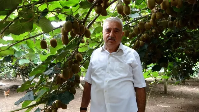 Ordu kivisinde rekolte kaybı bekleniyor