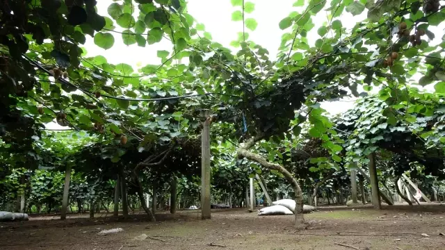 Ordu kivisinde rekolte kaybı bekleniyor
