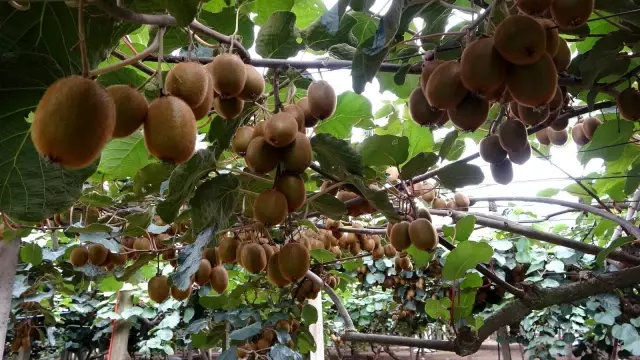 Ordu kivisinde rekolte kaybı bekleniyor