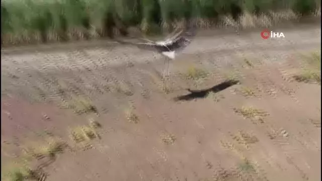 Tedavisi tamamlanan leylek ile karaboyunlu batağan doğaya salındı