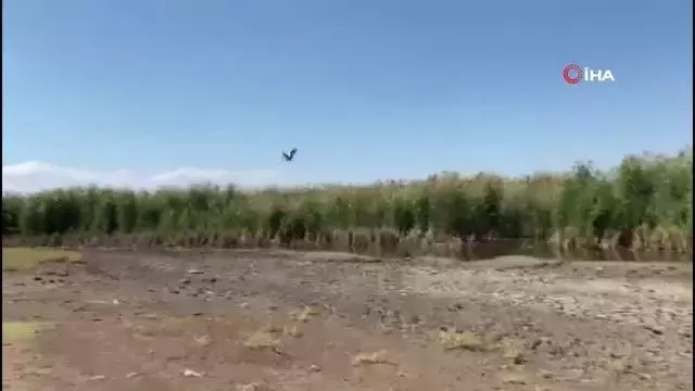 Tedavisi tamamlanan leylek ile karaboyunlu batağan doğaya salındı