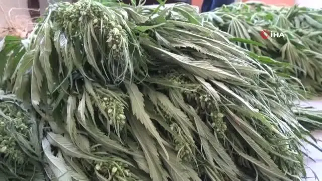 Aksaray'da 225 kök kenevir bitkisi ele geçirildi