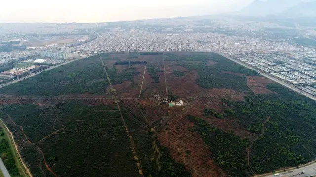Bin 200 yaşındaki zeytin ağacından kasa kasa zeytin hasatı