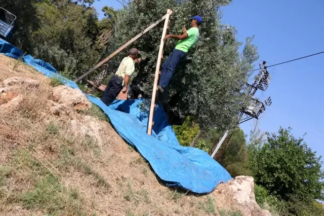 Bin 200 yaşındaki zeytin ağacından kasa kasa zeytin hasatı