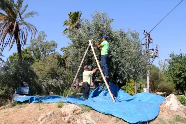 Bin 200 yaşındaki zeytin ağacından kasa kasa zeytin hasatı