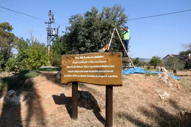 Bin 200 yaşındaki zeytin ağacından kasa kasa zeytin hasatı