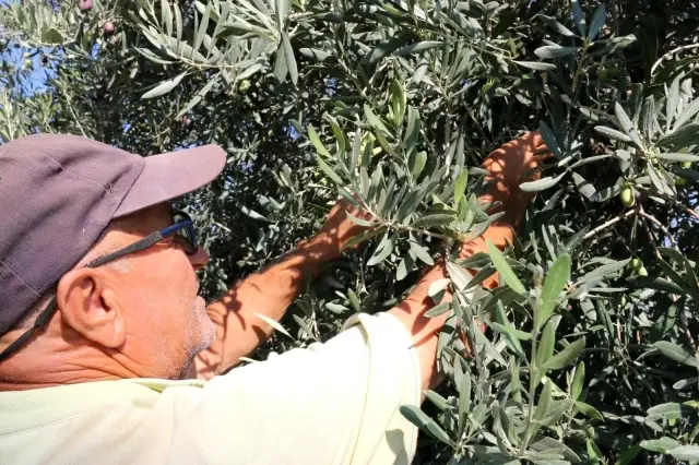 Bin 200 yaşındaki zeytin ağacından kasa kasa zeytin hasatı