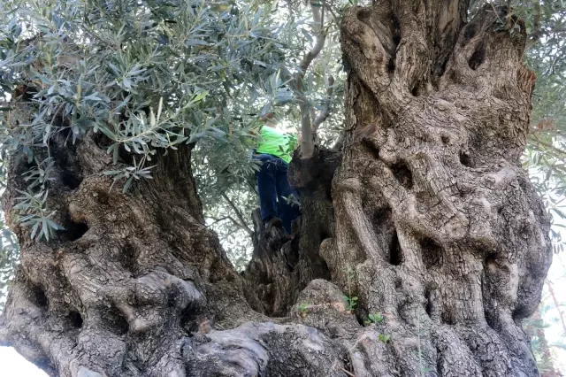 Bin 200 yaşındaki zeytin ağacından kasa kasa zeytin hasatı