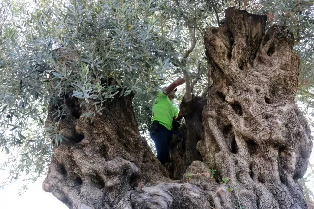 Bin 200 yaşındaki zeytin ağacından kasa kasa zeytin hasatı