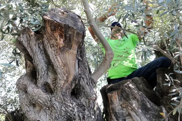 Bin 200 yaşındaki zeytin ağacından kasa kasa zeytin hasatı