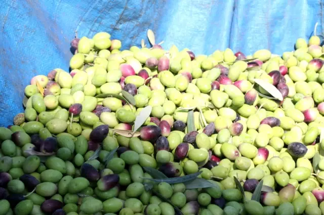 Bin 200 yaşındaki zeytin ağacından kasa kasa zeytin hasatı