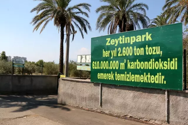 Bin 200 yaşındaki zeytin ağacından kasa kasa zeytin hasatı