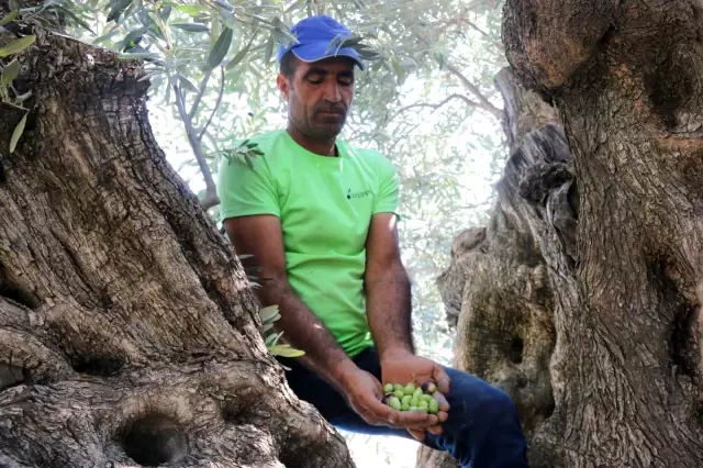 Bin 200 yaşındaki zeytin ağacından kasa kasa zeytin hasatı