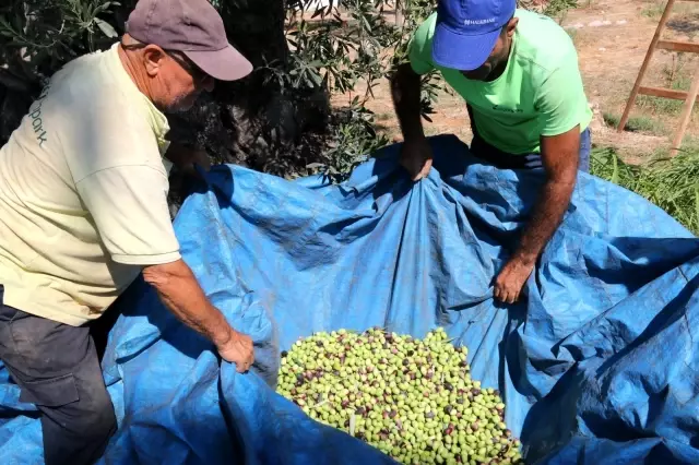 Bin 200 yaşındaki zeytin ağacından kasa kasa zeytin hasatı