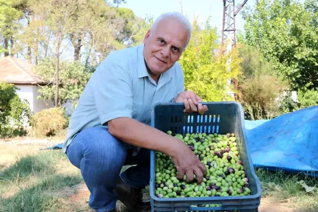 Bin 200 yaşındaki zeytin ağacından kasa kasa zeytin hasatı