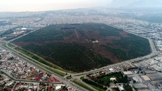 Bin 200 yaşındaki zeytin ağacından kasa kasa zeytin hasatı