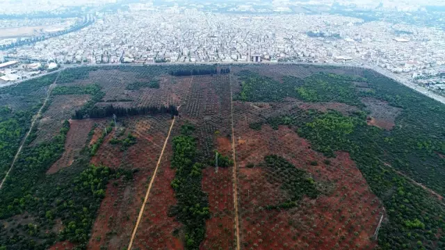 Bin 200 yaşındaki zeytin ağacından kasa kasa zeytin hasatı