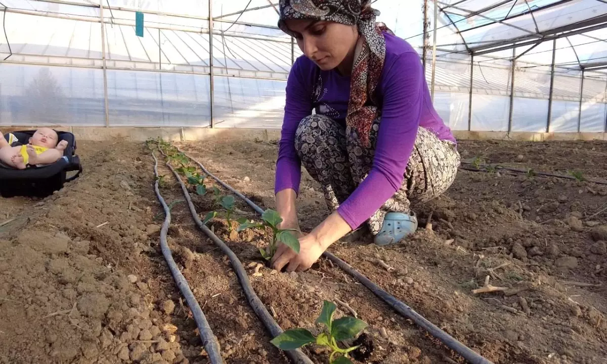 Kumluca'da seralarda dikimler başladı